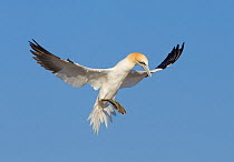 RF- Gannet (Morus bassanus) stalling in flight, Bass Rock, Firth of Forth, Scotland, UK, June. (This image may be licensed either as rights managed or royalty free.)