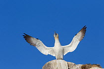 Gannet (Morus bassanus) territorial display on rock, wings open, Bass Rock, Firth of Forth, Scotland, UK, June
