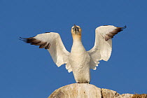 Gannet (Morus bassanus) territorial display on rock, wings open, Bass Rock, Firth of Forth, Scotland, UK, June. 2020VISION Book Plate.