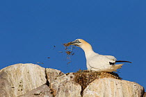 Gannet (Morus bassanus) tidying nest, Bass Rock, Firth of Forth, Scotland, UK, June