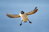 Razorbill (Alca torda) stalling in flight, about to land, Hermaness NNR, Unst, Shetland Islands, Scotland, UK, June. 2020VISION Book Plate.