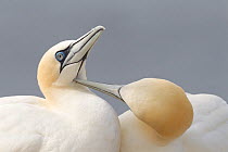 RF- Gannet (Morus bassanus) mutual preening. Bass Rock, Firth of Forth, Scotland, UK, June. (This image may be licensed either as rights managed or royalty free.)