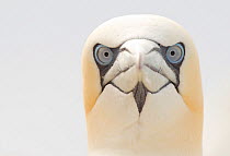 Gannet (Morus bassanus) portrait, Bass Rock, Firth of Forth, Scotland, UK, June. Did you know? Britain is home to 70% of the world's Gannet population.