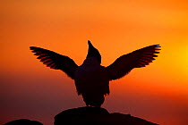 Silhouette of Razorbill (Alca torda) against sunset, flapping wings. June 2010. Photographer quote: 'A cacophonous seabird colony on a summers evening is just spell-binding. Throw in a decent sunset a...