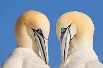 Pair of Gannets (Morus bassanus) mutual preening, Bass Rock, Firth of Forth, Scotland, UK, June. Photographer quote: 'I never get tired of watching gannets. This pair who momentarily lined up in perfe...