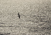 Silhouette of Gannet (Morus bassanus) in flight over sea, Bass Rock, Firth of Forth, Scotland, UK, June