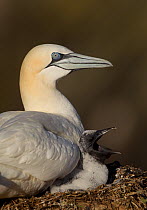 Gannet (Morus bassanus) with chick calling on nest, Bass Rock, Firth of Forth, Scotland, UK, June