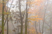 Trees in autumn mist, Beacon Hill Country Park, The National Forest, Leicestershire, UK, October 2010.