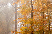 Beech trees (Fagus sylvatica) in autumn mist, Beacon Hill Country Park, The National Forest, Leicestershire, UK, October 2010.
