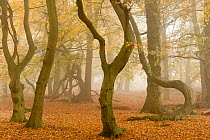 RF- Contorted trunks of Beech trees (Fagus sylvatica) in autumn mist. Beacon Hill Country Park, National Forest, Leicestershire, UK. October 2010. (This image may be licensed either as rights managed...