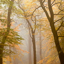 Beech trees (Fagus sylvatica) in autumn mist, Beacon Hill Country Park, The National Forest, Leicestershire, UK, October 2010.