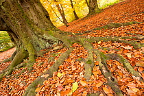 Roots of Beech tree {Fagus sylvatica} exposed on woodland floor, autumn, Beacon Hill Country Park, The National Forest, Leicestershire, UK, October 2010.