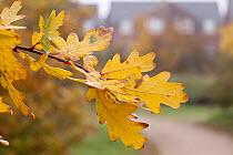 English oak {Quercus robur} leaves in autumn with houses in the background, Donisthorpe, The National Forest, Leicestershire, UK. November