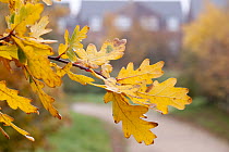 English oak {Quercus robur} leaves in autumn with houses in the background, Donisthorpe, The National Forest, Leicestershire, UK. November