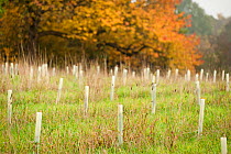 New planting of young sapling trees in protective plastic collars', Feanedock Wood, The National Forest, Derbyshire, UK, November 2010.