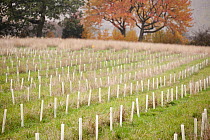 RF- New planting of young sapling trees in protective plastic collars, Feanedock Wood, The National Forest, Derbyshire, UK. November 2010. (This image may be licensed either as rights managed or royal...