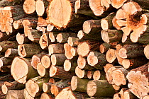 Timber log pile, Feanedock Wood, The National Forest, Derbyshire, UK, November 2010.