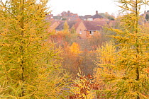 Autumn woodland (Larch trees) and housing, The National Forest, Donisthorpe, Leicestershire, UK, November 2010.