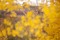 Autumn woodland and housing, The National Forest, Donisthorpe, Leicestershire, UK, November 2010. 2020VISION Book Plate.