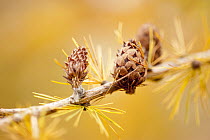 Larch {Larix deciduas} needles and cones in autumn, Donisthorpe, The National Forest, Leicestershire, UK, November. Did you know? Larch trees were introduced to the UK around 1620, and were one of the...