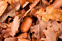 English oak tree {Quercus robur} acorn and fallen leaves in autumn, Beacon Hill Country Park, The National Forest, Leicestershire, UK, November
