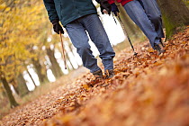Couple walking along tree avenue among fallen leaves in autumn, Beacon Hill Country Park, The National Forest, Leicestershire, UK, November 2010. Model released. 2020VISION Book Plate.