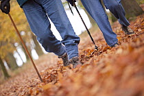 Couple walking along tree avenue among fallen leaves in autumn, Beacon Hill Country Park, The National Forest, Leicestershire, UK, November 2010. Model released
