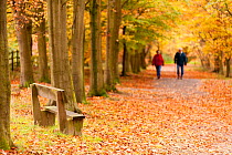Elderly couple walking along avenue of Beech trees among fallen leaves in autumn, Beacon Hill Country Park, The National Forest, Leicestershire, UK, November 2010. Model released