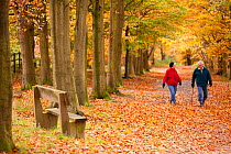 Elderly couple walking along avenue of Beech trees among fallen leaves in autumn, Beacon Hill Country Park, The National Forest, Leicestershire, UK, November 2010. Model released