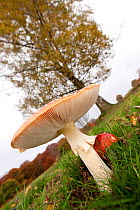 Fly Agaric fungus {Amanita muscaria} from low angle showing its relationship with birch tree. Autumn. Beacon Hill Country Park, The National Forest, Leicestershire, UK, November 2010.