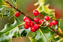 Holly {Ilex aquifolium} berries and leaves, Beacon Hill Country Park, The National Forest, Leicestershire, UK. November