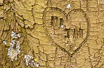 Heart shape and initials engraved into the bark of tree, Beacon Hill Country Park, The National Forest, Leicestershire, UK. November. 2020VISION Book Plate.