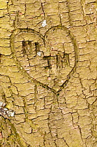 Heart shape and initials engraved into the bark of tree, Beacon Hill Country Park, The National Forest, Leicestershire, UK. November