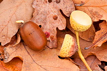 English oak tree {Quercus robur} acorn sprouting a  fresh shoot on fallen leaves, Beacon Hill Country Park, The National Forest, Leicestershire, UK, November