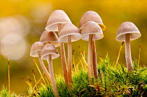 Close-up of group of toadstools (Mycena sp) autumn. Leicestershire, UK. November. Photographer quote: 'It is all too easy to overlook the fascinating miniture world underneath our feet - mosses,...