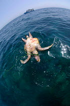 Dead Green Turtle (Chelonia mydas) entangled in rope floating at the sea surface. Near Karan Island, Arabian Gulf.
