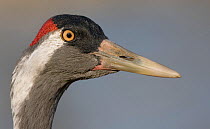 Eurasian Crane (Grus grus) head in profile. Hornborga, Sweden, April.