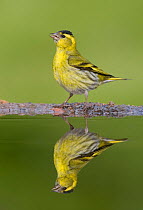 Siskin (Carduelis spinus) male reflected in garden pool. Scotland, May.