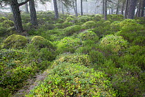 Ancient pine woodland with lush understorey of heather and blaeberry (bilberry). Rothiemurchus Forest, Cairngorms National Park, Scotland, May.