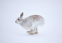 Mountain Hare (Lepus timidus) in winter pelage hopping across snow. Cairngorms National Park, Scotland, March.