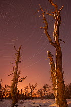 Star-trails above dead trees in winter. Cairngorms National Park, Scotland, February.