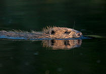 European Beaver (Castor fiber) swimming at water surface. Bergslagen, Sweden, May.