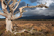 Gnarled Scots Pine (Pinus sylvestris) tree framing western Grampians crowned with heavy clouds. Cairngorms National Park, Scotland, May.