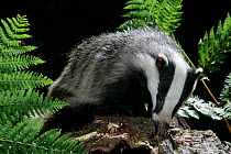 Badger (Meles meles) foraging in bark. Scotland, May.