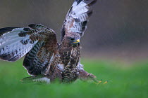 Common Buzzard (Buteo buteo) hunting for worms in field. Controlled conditions. Gloucester, England, November.