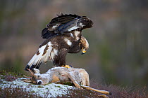 Golden Eagle (Aquila chrysaetos) perched on dead deer. Flatanger, Norway, November.