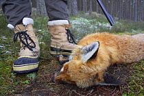 Dead Fox (Vulpes vulpes) lying at the feet of a hunter. Cairngorms National Park, Scotland, March.