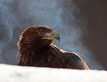 Golden Eagle (Aquila chrysaetos) in winter with steam rising from its plumage. Cairngorms National Park, Scotland, March.