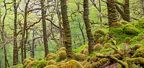 Moss covered trunks in highland forest. Cairngorms National Park, Scotland, May.