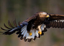Golden Eagle (Aquila chrysaetos) in flight. Flatanger, Norway, November.